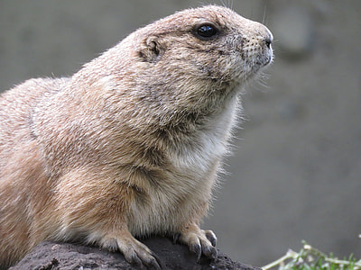 Prairie Dog, Rodent thumbnail
