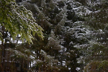 forest during snow weather thumbnail