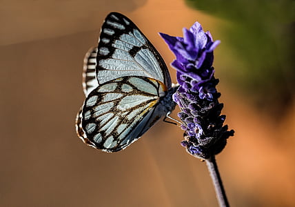 grey and brown butterfly and purple flower thumbnail
