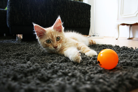 cat, pet, longhair cat, cat face, animals, main coon thumbnail