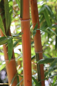 three brown bamboo sticks thumbnail