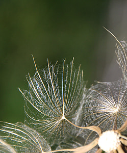 Dandelion, Screen thumbnail