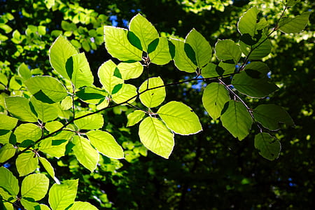 green leaf plant thumbnail