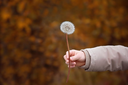 focus photography of kid holding white dandelion flower thumbnail