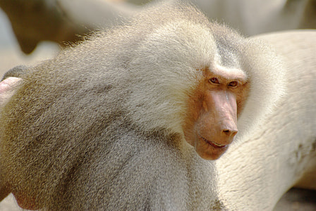 photo of white monkey thumbnail