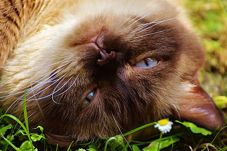 cat lying on grass thumbnail