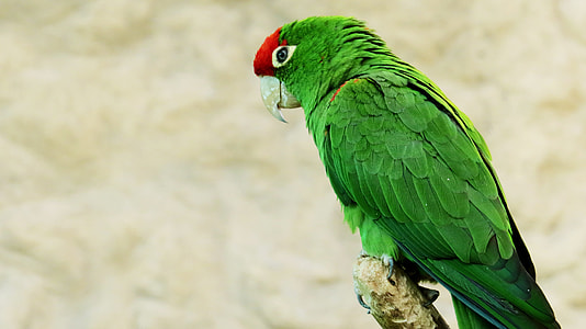 selective focus photography of green parrot thumbnail