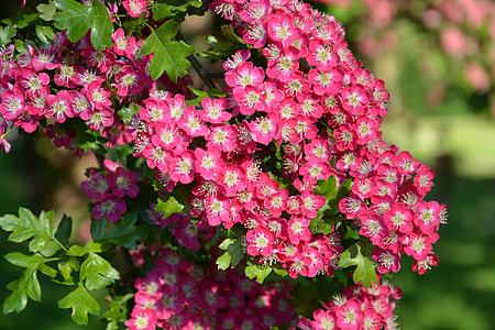 pink-and-white petaled flower lot with green leaf thumbnail
