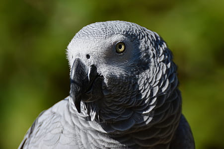 selective focus photography of gray bird thumbnail