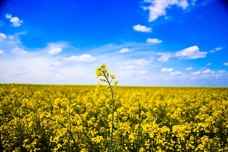low-angle of yellow flowers thumbnail