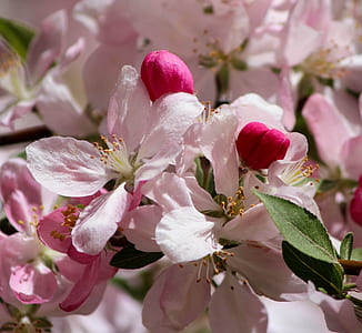 close-up of pink cherry blossom flowers thumbnail