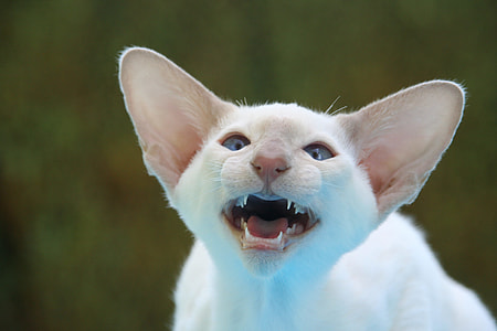 photography of white cat thumbnail