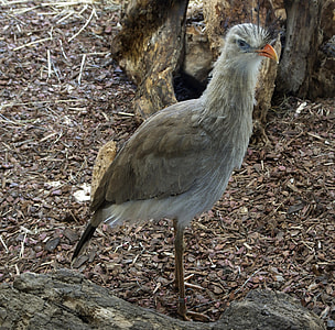 Red-legged seriema - Cariama cristata thumbnail