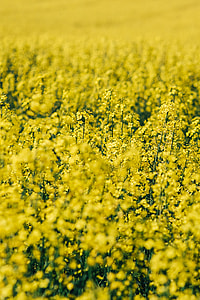 Rape field on a sunny day thumbnail