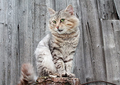 cat sitting on stump thumbnail