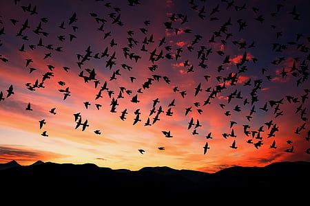 silhouette of flock of birds flying during sunset thumbnail