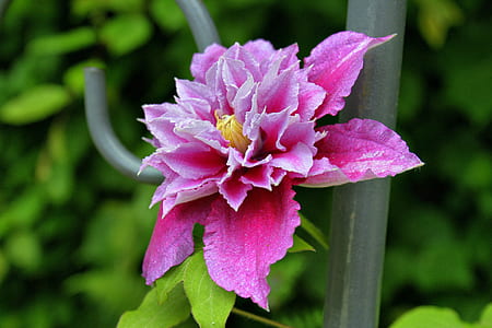 close-up photo of pink flower thumbnail
