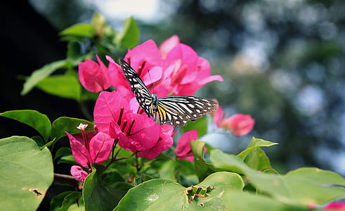 focus photo of butterfly on pink bougainvillea flower thumbnail