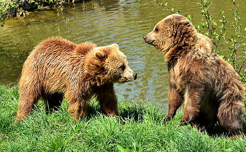 two brown bears standing on green grass near body of water thumbnail