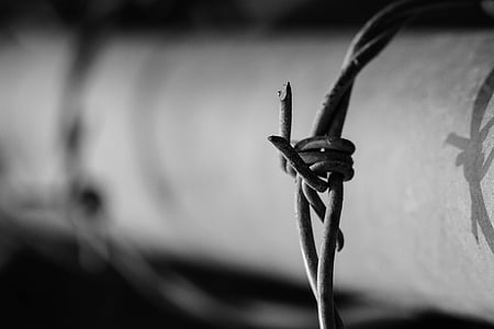 grayscale photo of barbwire thumbnail