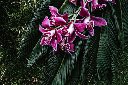 Tropical arrangement with dendrobium and sago palm thumbnail
