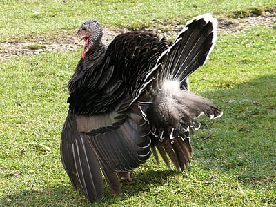 black turkey on green grass thumbnail