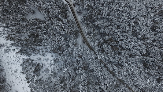 high-angle photography of forest thumbnail