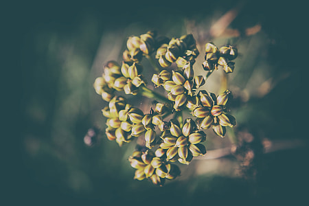 Close-up shot of a wild flower, image captured in Bishopstone, Kent, England thumbnail