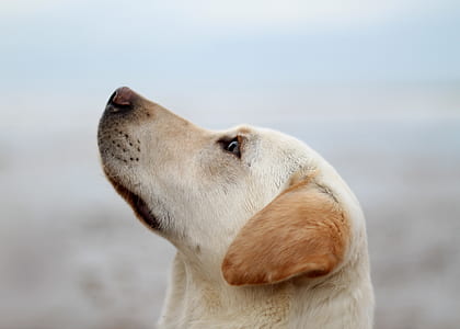 short-coated white and brown dog thumbnail