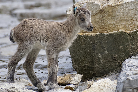 brown lamb standing near stone thumbnail