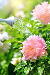 pink flower sprinkled with water during daytime thumbnail