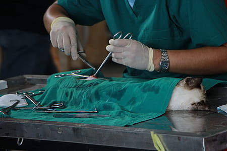Doctor Operating Cat thumbnail