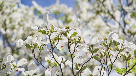selective focus photography of white petaled flowers thumbnail
