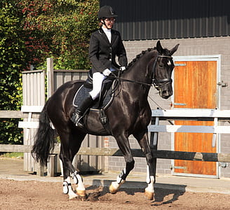 woman mounted on black horse thumbnail