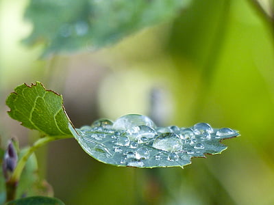 macro photography of green leaf with water dew thumbnail