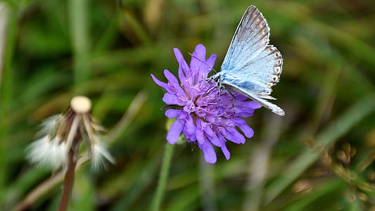 common blue butterfly perching on purple petaled flower in selective focus photography thumbnail