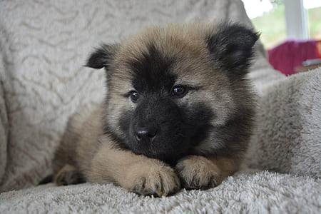 long-coated brown and black puppy prone lying on gray pad thumbnail