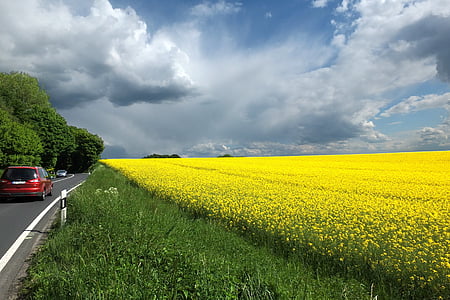 red vehicle on road beside yellow flower field at daytime thumbnail