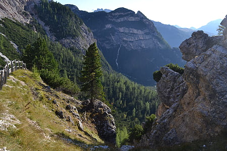 pine tree on mountain thumbnail