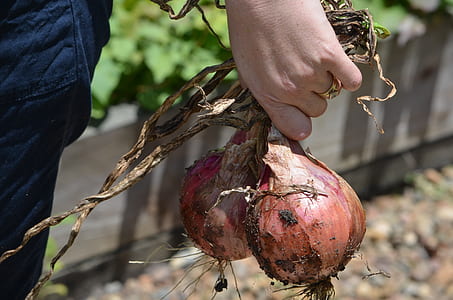 person holding sweet potato thumbnail