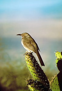 bird perched on green cactus thumbnail