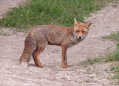 brown fox standing near grasses thumbnail