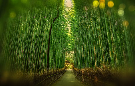 Scenic View of Bamboo Trees thumbnail