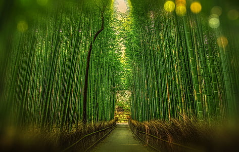 selective focus photography of straight pathway between bamboo trees thumbnail