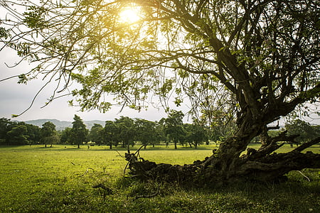 green tree under gray clouds during daytime thumbnail