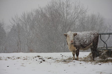 black and white cow on snow field thumbnail