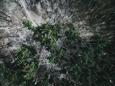 green leafed trees on gray land thumbnail
