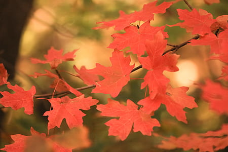 shallow focus photography of maple leaves thumbnail