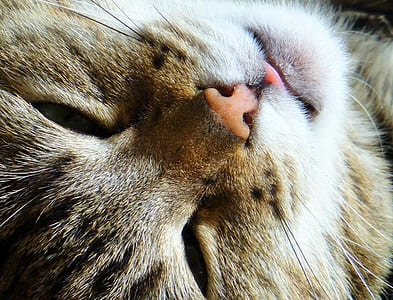 closeup photo of brown cat thumbnail