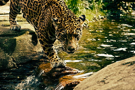 brown and black jaguar crossing river during daytime thumbnail